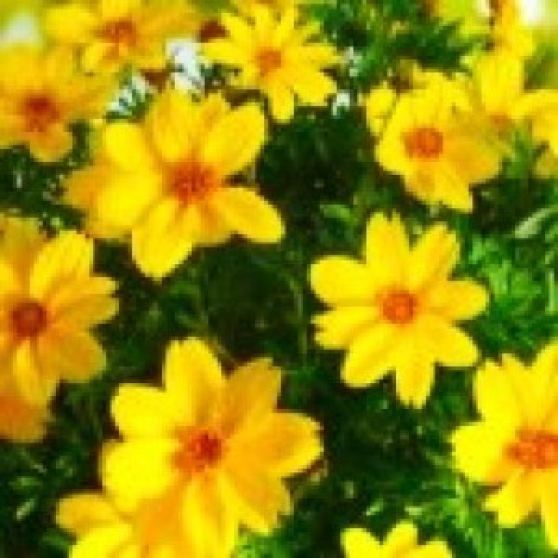 Bidens Rockstar3_300x30022_300x300